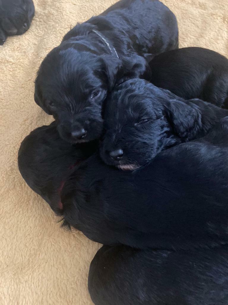 flat coated retriever gumtree